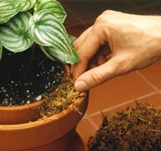 روش گلدان در گلدان به همراه خزه برای تأمین رطوبت گیاهان آپارتمانی