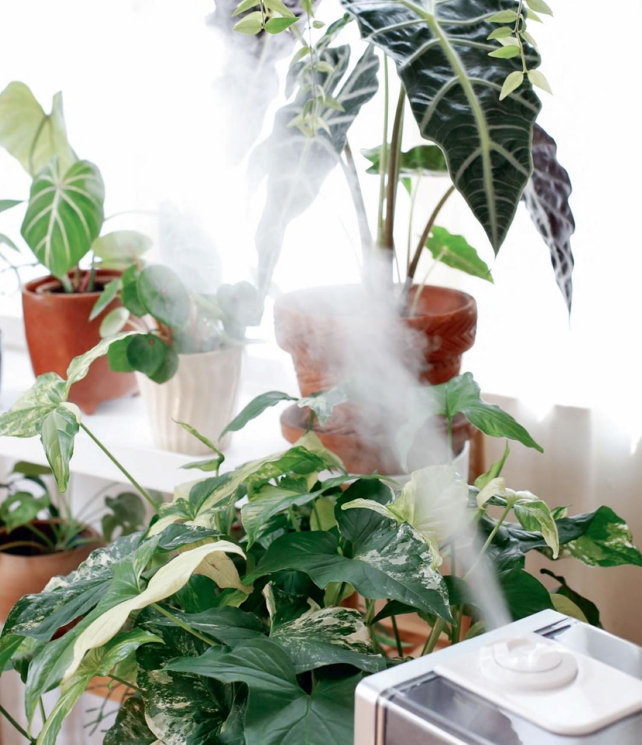 دستگاه رطوبت ساز برای گیاهان-بخور سرد برای گیاهان آپارتمانی