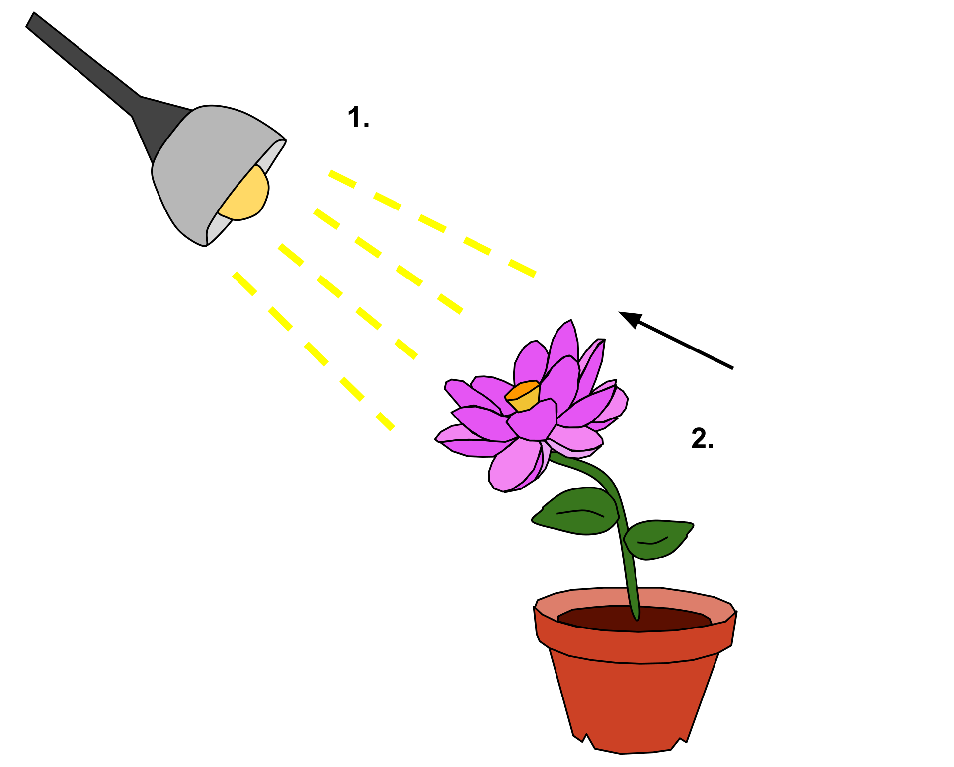 تبیین نور گرایی در گیاهان به صورت نقاشی