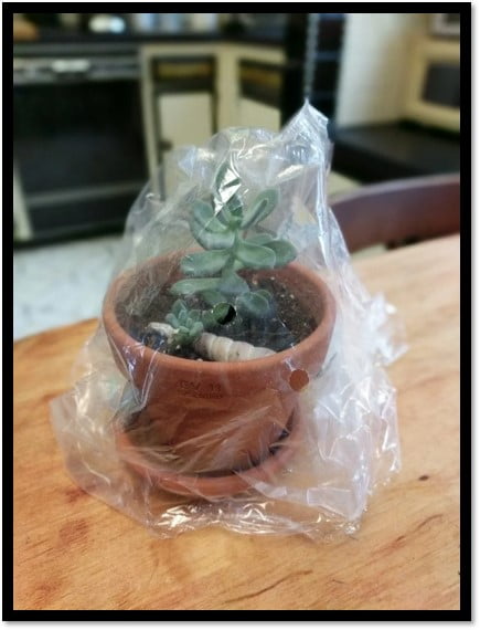 کاور کردن گیاه با پلاستیک نازک برای ایجاد رطوبت کافی