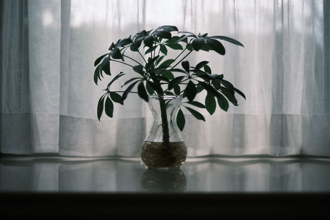 نور متوسط برای گیاه آپارتمانی پشت پنجره